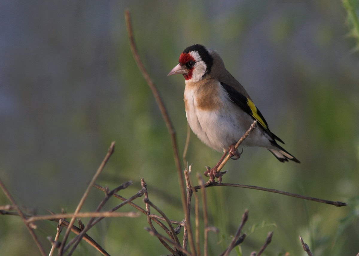 Carduelis carduelis, Goldfinch